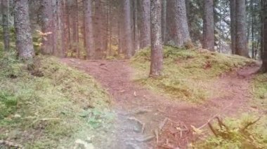 POV shot kişinin dağ ormanda yürüyüş