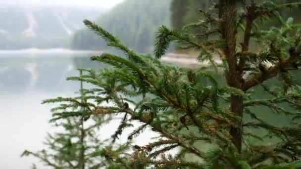 Punto de vista de la persona caminando en los bosques de montaña — Vídeos de Stock