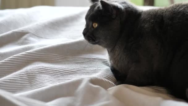 Gato gris mascota jugando con mano masculina — Vídeos de Stock