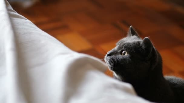 Gato gris mascota jugando con mano masculina — Vídeos de Stock