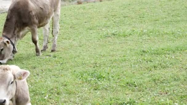 Ganado en campo verde — Vídeo de stock