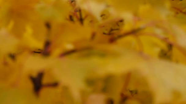 Yellow autumn leaves background — Stock Video