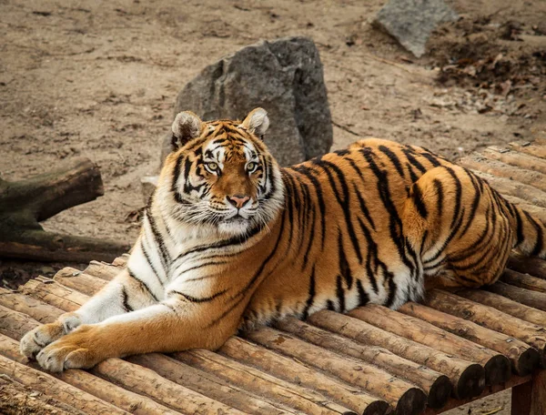 Bengal kaplanı bir hayvanat bahçesinde, kütüklerin üzerinde yatıyor. — Stok fotoğraf