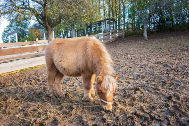 Genç kahverengi yuvarlak hapiste saman çim yeme midilli