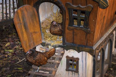 Golden Laced Wyandotte hens walking out of chicken house clipart