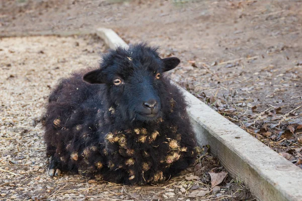Black Ouessant sheep (ewe) - one of the smallest breeds of sheep — Stock Photo, Image