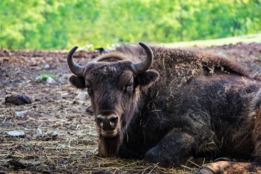Yerde yatan ve c bakarak Avrupa bizonu (bizon bonasus)