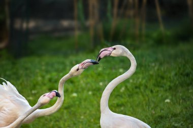 Pembe büyük flamingolar (Phoenicopterus ruber çimenlerin üzerinde oynama)
