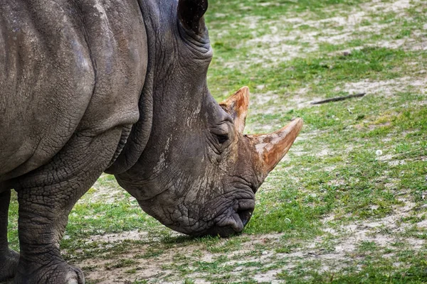 Rhinoceros (Ceratotherium simum) eating green grass — Stock Photo, Image
