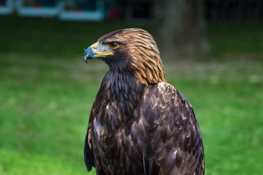 Altın Kartal - portre portre (Aquila chrysaetos)