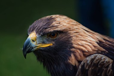 Altın Kartal - portre portre (Aquila chrysaetos)