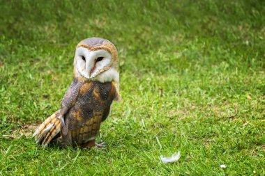 Peçeli baykuş (Tyto alba) yeşil çim - portre portre üzerinde 