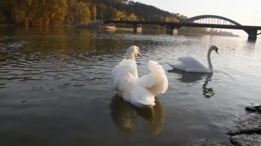 Sonbahar günbatımı sırasında nehirde yüzen barışçı beyaz kuğu