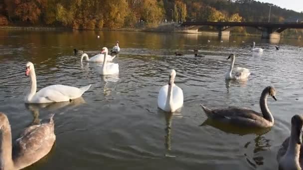 Cisnes blancos pacíficos flotando en el río durante el atardecer de otoño — Vídeos de Stock