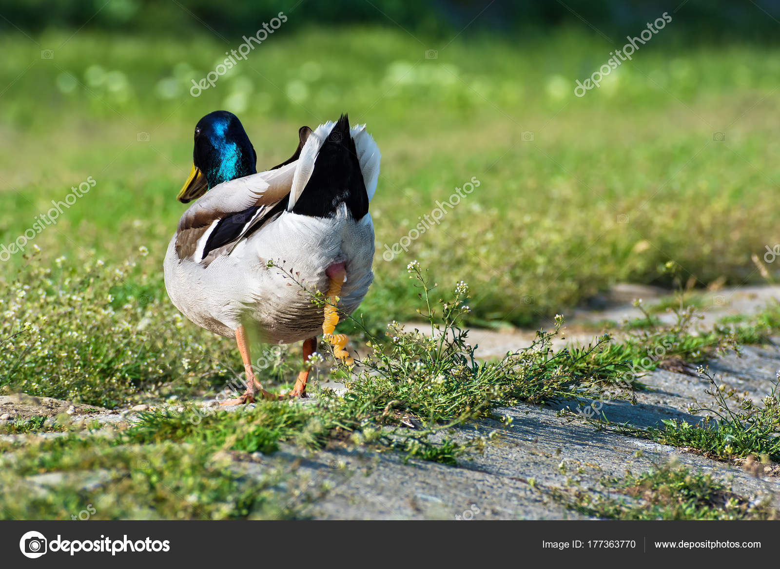 Merde D'oiseau Images Libres De Droit, Photos De Merde D'oiseau |  Depositphotos