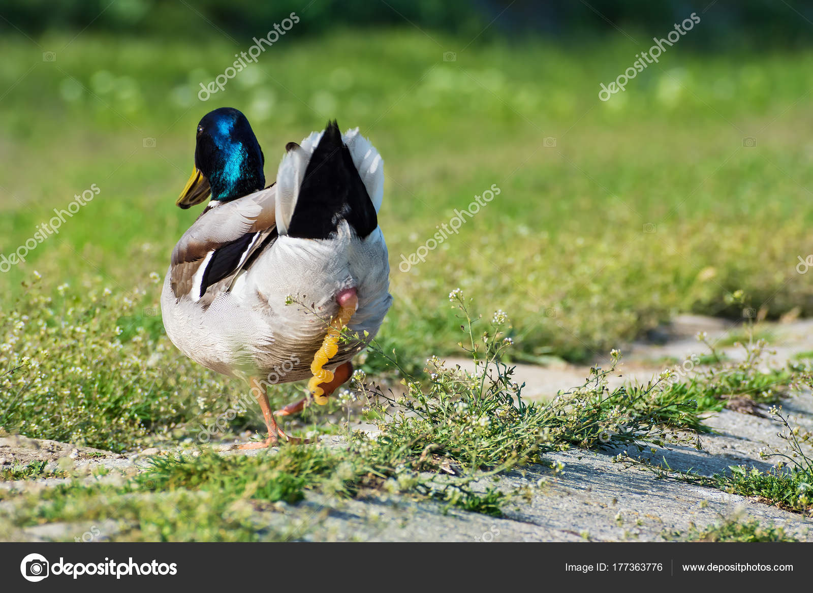 Утенок для туалета. Хожу в туалет как утка. Хожу в туалет как утка. Туалетная утка. Хожу в туалет как утка.
