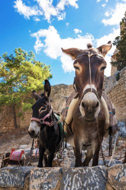 Eşek taksi eşekler Lindos Akropol (Rhodes, Yunanistan turistlere yürütmek için kullanılan)