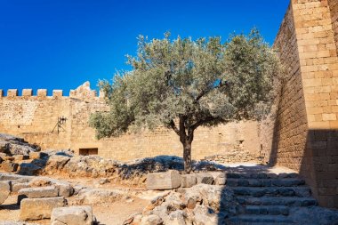 Zeytin ağacı ve Johannites fortres Lindos Akropol (Rhodes, Yunanistan üzerinde Ortaçağ surlarının yanındaki duvar)