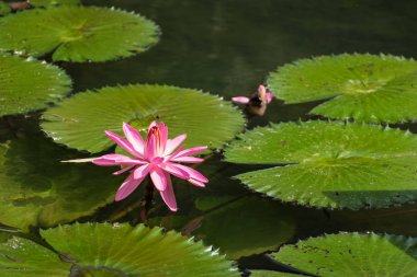 Victoria Regia water lily in pond in Piestany (SLOVAKIA) clipart