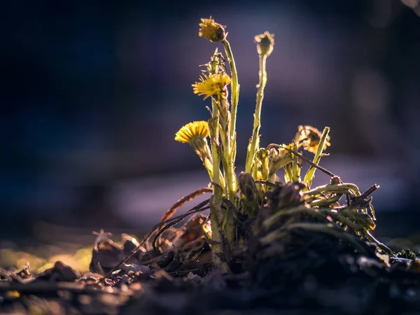 Berlin'de kayıp yerde yalnız karahindiba