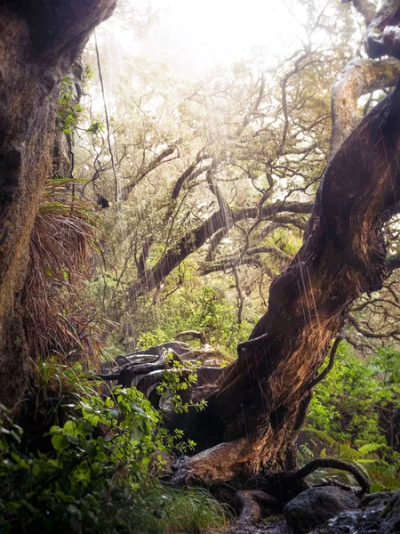 Yeni Zelanda Katedrali yağmurlu taşlara koyu