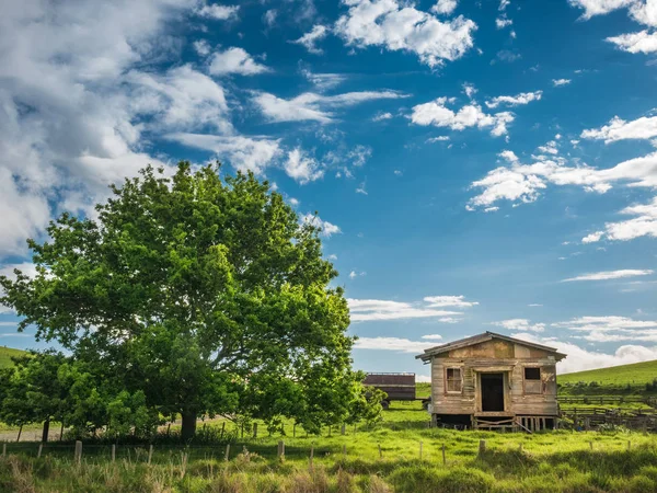 Büyük ağaç ile terk edilmiş döken