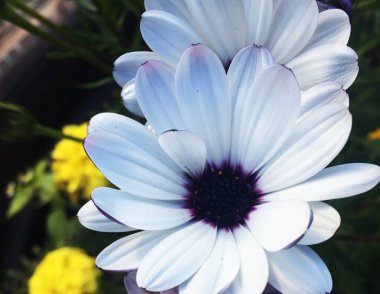 Güzel çiçeklerin bahçede romantik ve ihale