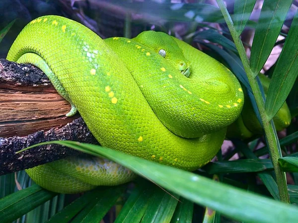 동물원에 지점에 녹색 뱀 — 스톡 사진