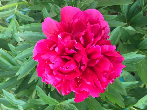 De belles fleurs poussent dans le jardin est romantique et tendre pivoine — Photo