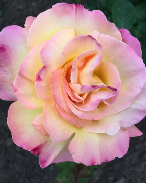 Vackra blommor växer i trädgården är romantiska och anbud ros — Stockfoto