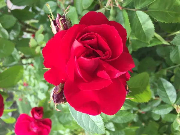 Hermosas flores crecen en el jardín es romántico y tierno rosa — Foto de Stock