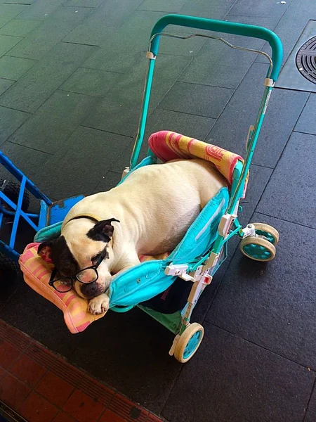 Gözlük ve tekerlekli sandalye sokakta komik köpek — Stok fotoğraf