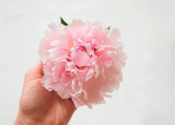 Rose pivoine fleur sur fond blanc — Photo
