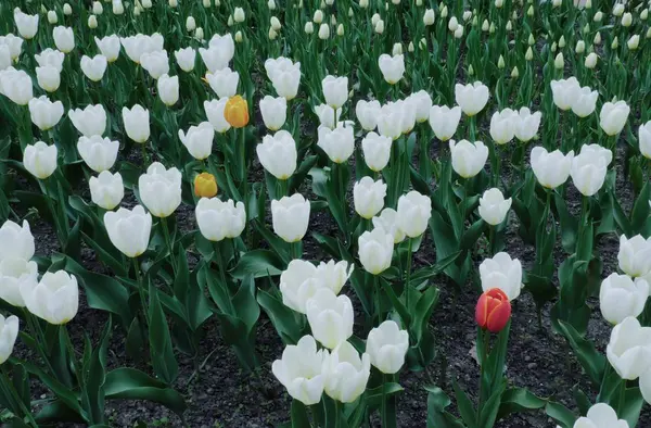 Piękne białe tulipany, rosnące w parku — Zdjęcie stockowe
