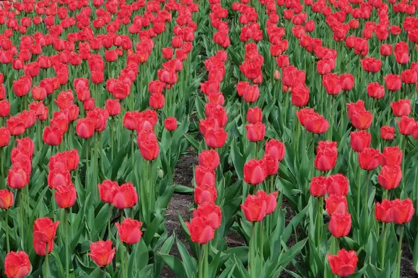Piękne tulipany szkarłatne, rosnące w parku — Zdjęcie stockowe