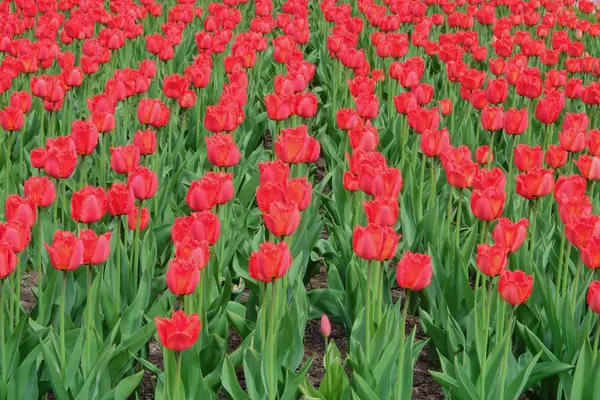 Piękne tulipany szkarłatne, rosnące w parku — Zdjęcie stockowe