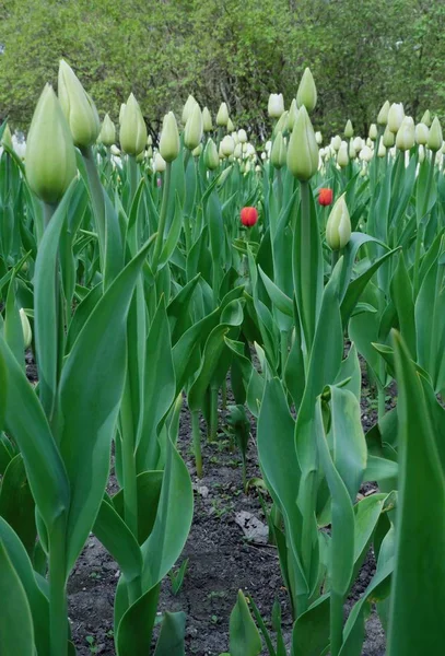 Piękne białe tulipany, rosnące w parku — Zdjęcie stockowe