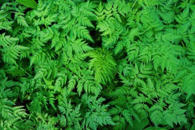 Yeşil eğreltiotu yaprakları ormanda güzel manzara 