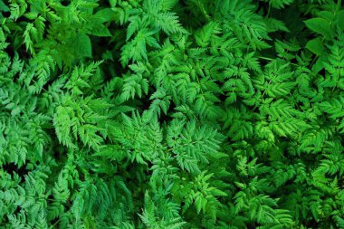 Yeşil eğreltiotu yaprakları ormanda güzel manzara