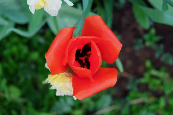 A flor tulipa escarlate no fundo verde — Fotografia de Stock