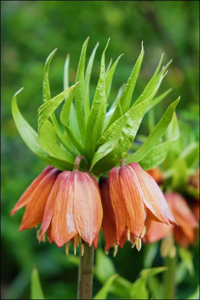녹색 배경에 주황색 꽃 벨 — 스톡 사진