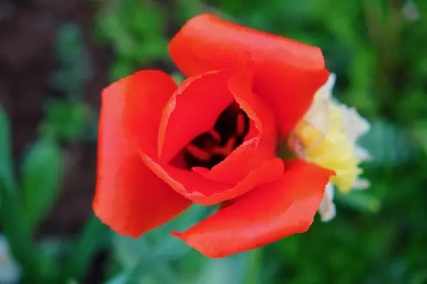 A flor tulipa escarlate no fundo verde — Fotografia de Stock
