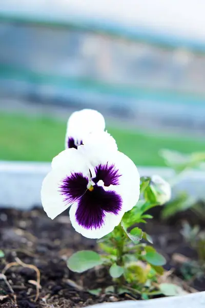 Bela flor, violeta branca em um canteiro de flores — Fotografia de Stock