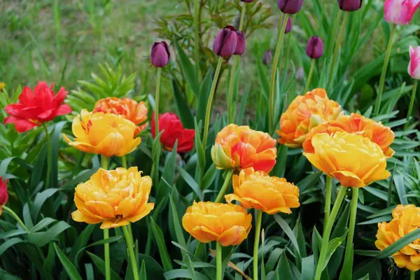 Piękne tulipany, w różnych kolorach, na łące — Zdjęcie stockowe