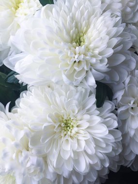 Güzel beyaz çiçeklerin Kasımpatı 