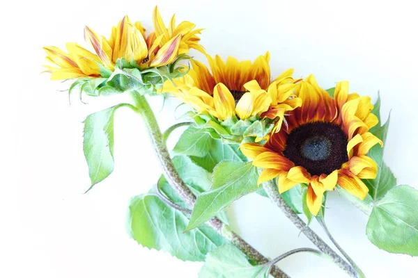 Schöne Sommer-Sonnenblumen auf weißem Hintergrund — Stockfoto
