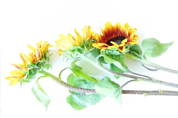 Beautiful summer sunflowers on white background — Stock Photo, Image