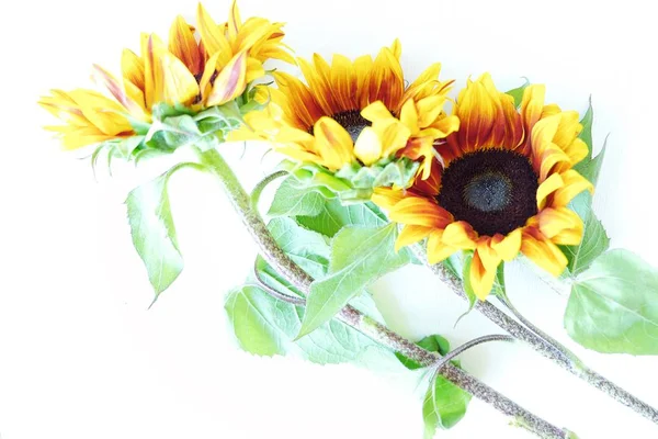 Schöne Sommer-Sonnenblumen auf weißem Hintergrund — Stockfoto