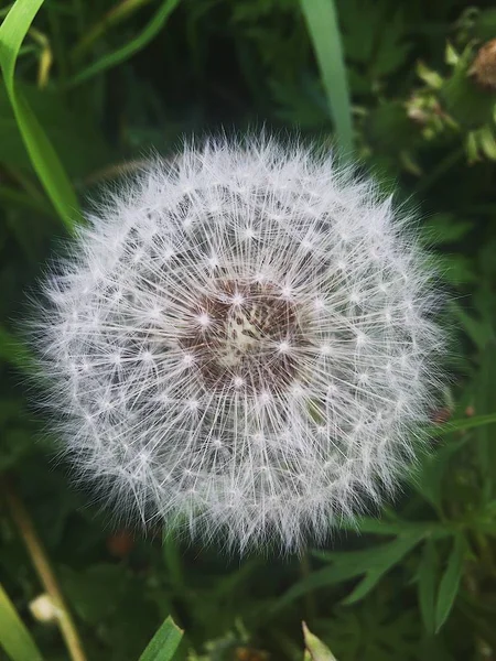 Bir çayır üzerinde beyaz kabarık karahindiba