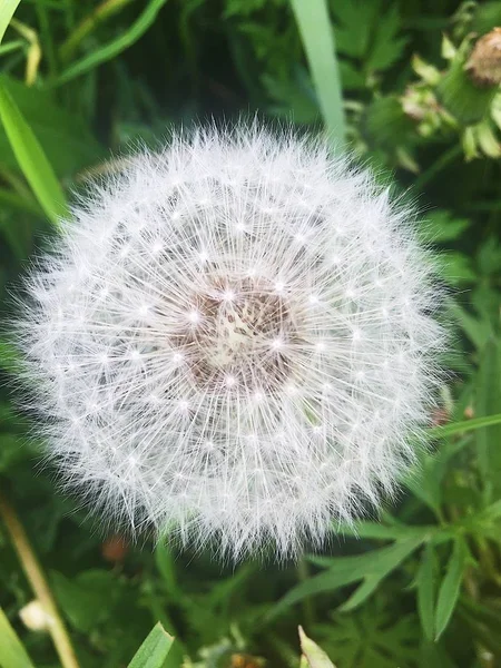 牧草地に白いふわふわタンポポ — ストック写真